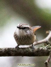 Neclaced Spinetail