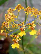 Oncidium heteranthum