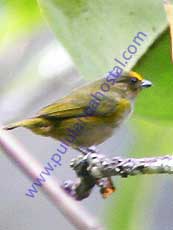 Orange-bellied-Euphonia_Female