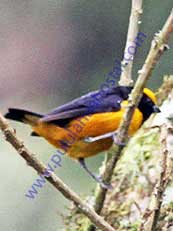 Orange-bellied Euphonia