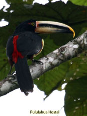 Pale-mandibled Aracari