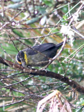 Pale-naped Brush-Finch