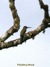 Paradise Jacamar - Galbula dea