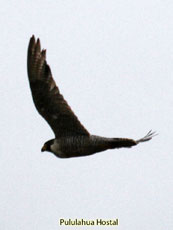 Peregrine Falcon