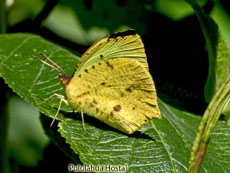 Pieridae-Eurema salome