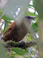 Plain-tailed Wren_Thryothorus nigricapillus