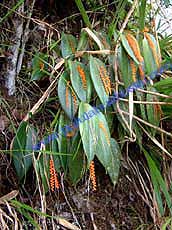 Pleurothallis truncata