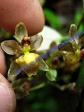 Prosthechea  harwegii