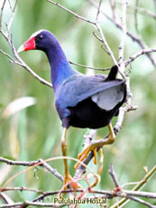 Purple Gallinule