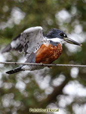 Ringed Kingfisher