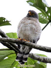 Roadside Hawk