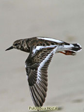 Ruddy Turnstone