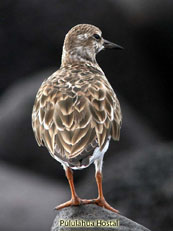 Ruddy Turnstone