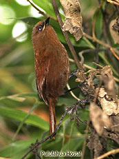 Rufous Wren (juvenile)