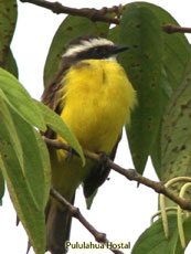 Rusty-margined-Flycatcher