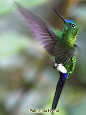 Sapphire-vented  Puffleg