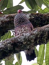 Scaled Pigeon