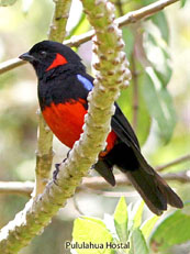 Scarlet-bellied Mountain-Tanager