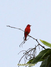 Scarlet Tanager