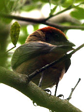 Scrub Tanager