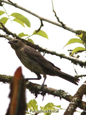 Shiny Cowbird Female