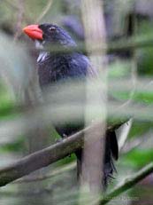 Slate-colored Grosbeak