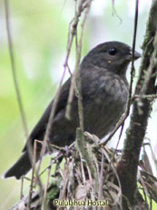 Slaty Finch_Haplospiza rustica