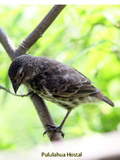 Small Tree-finch_Camarhynchus parvulus