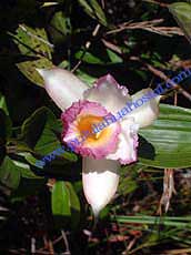 Sobralia sp.