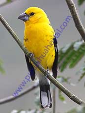 Southern Yellow-Grosbeak