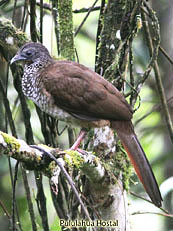 Speckled-Chachalaca - Ortalis-guttata