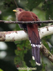 Squirrel Cuckoo