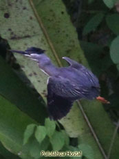 Striated Heron