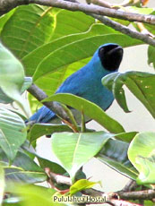 Swallow Tanager