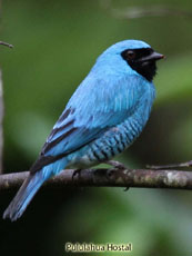 Swallow Tanager