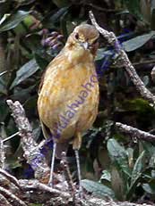 Tawny Antpitta