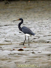 Tricolor Heron