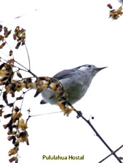 Tropical Gnatcatcher