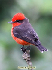 Vermillion Flycatcher