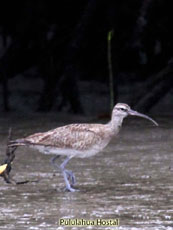 Whimbrel