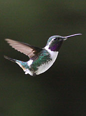 Purple-throated Woodstar