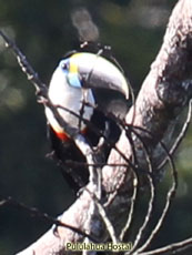 White-throated Toucan