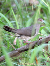 White-tipped Dove