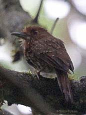 White-wiskered Puffbird