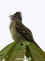 Yellow-bellied Elaenia_Elaenia flavogaster