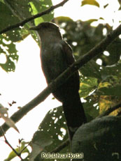 Yellow-billed Cuckoo_Coccyzus americannus