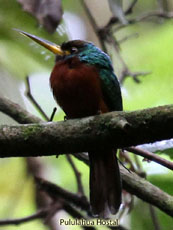 Yellow-billed Jacamar