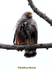 Roadside Hawk